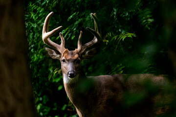A Male White Tailed Deer Buck with large antlers peering through the fores