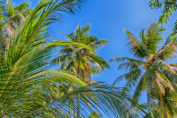 Tropical palm trees against the blue sky. Bottom view. - 542453837