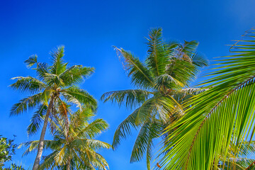Tropical palm trees against the blue sky. Bottom view. - 542453841