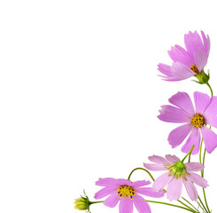Pink cosmos flowers in a corner floral arrangement isolated on white
