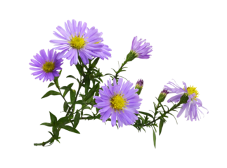 Twig of purple aster amellus flowers isolated