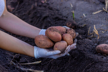 Freshly harvested organic potato harvest. Farmer in garden