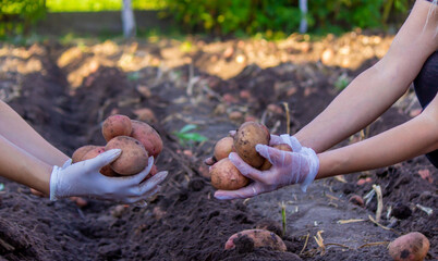 Freshly harvested organic potato harvest. Farmer in garden