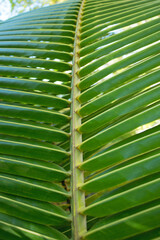 Palm leaf close up. Summer, beach, ocean. - 542454078