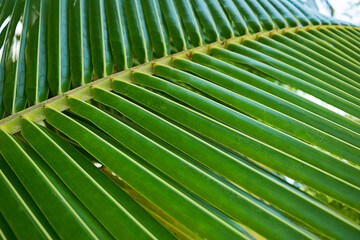 Palm leaf close up. Summer, beach, ocean. - 542454224