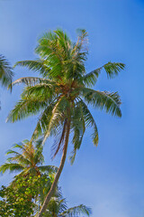 Tropical palm trees against the blue sky. Bottom view. - 542454237