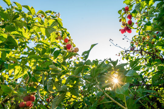 Raspberries Growing in Summer Sunlight