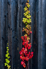 red and yellow leaves 