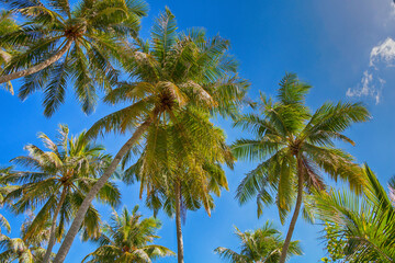 Tropical palm trees against the blue sky. Bottom view. - 542454456