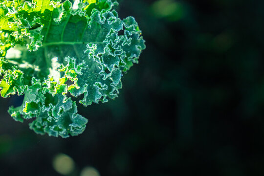 Closeup of  Curly Kale Leaf in Garden
