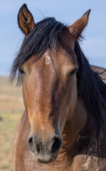 Obraz premium Beautiful Wild Horse in Summer in the Wyoming Desert