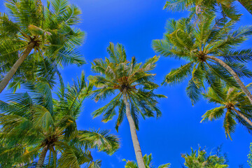 Tropical palm trees against the blue sky. Bottom view. - 542454805