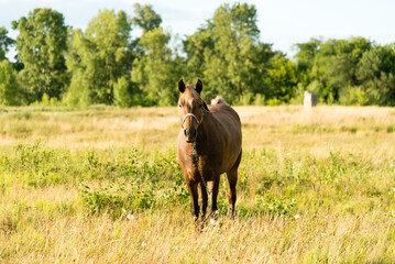 beautiful horse in the field on a sunny summer day	
