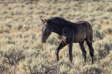 Fototapeta na wymiar Beautiful Wild Horse in Summer in the Wyoming Desert