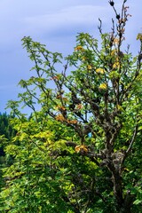 tree branches