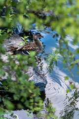 duck in the pond
