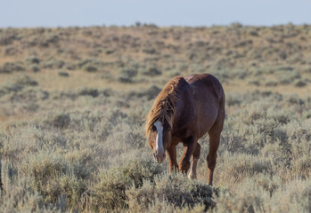 Beautiful Wild Horse in Summer in the Wyoming Desert