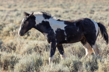 Beautiful Wild Horse in Summer in the Wyoming Desert