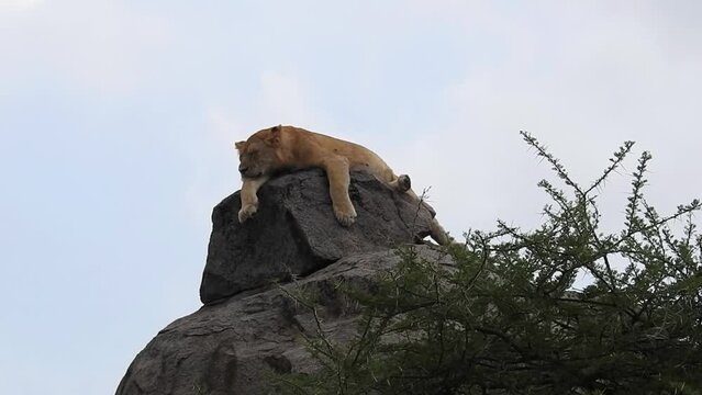  Lioness resting on a kopje top, Tanzania, Long shot
Lioness resting on a kopje top, Serengeti National Park, Tanzania, 2022
