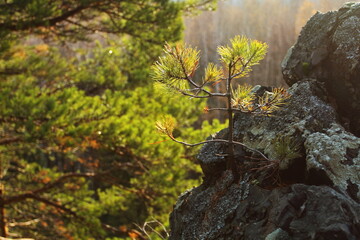 Pine on a stone grows in the forest