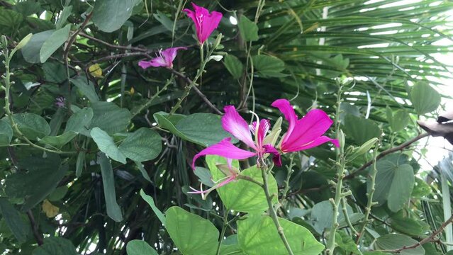 "Hong Kong Orchid Tree" Images – Browse 650 Stock Photos, Vectors, and Video | Adobe Stock