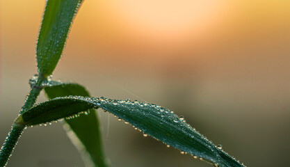 The light of sunrise shines in drops of dew on a leaf of field grass