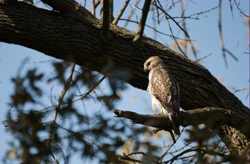 Closeup of a red-tailed hawk (Buteo jamaicensis) perched to a branch