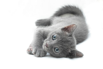 cute kitten Thai Korat cat aged 1 month isolated