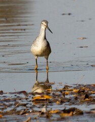 Vertical closeup of a greater yellowlegs (Tringa melanoleuca) foraging in the sand of a lake shore
