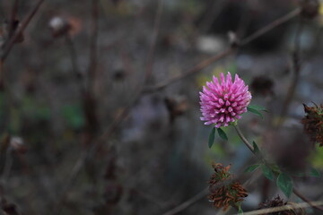 Clover in the forest