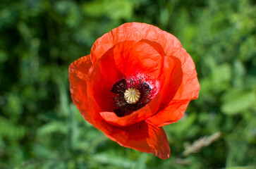 Red poppy flowers against the gree background.