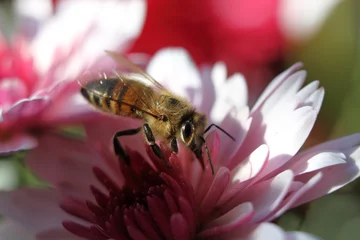 Fotobehang bee on pink flower © Azovskaya