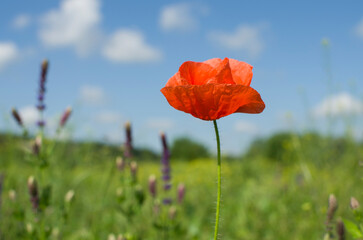 Obraz premium One red poppy flower in the field.
