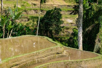 Drone shot of Tegalalang rice terrace in Bali, Indonesia