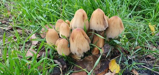 mushroom in the grass