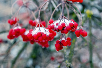 Viburnum bush with snow-covered bunches of red berries