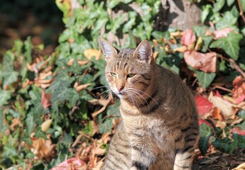 Naklejka na ściany i meble Striped cat basks in the sun in the park in autumn 