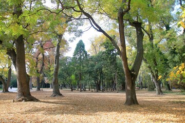 Naklejka premium Trees in the Seaside Park of Varna (Bulgaria) in autumn 