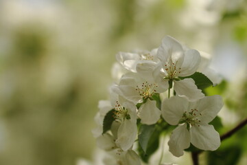 Apple tree flowers