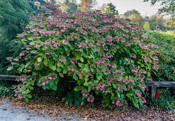 Fall Trees At College 4