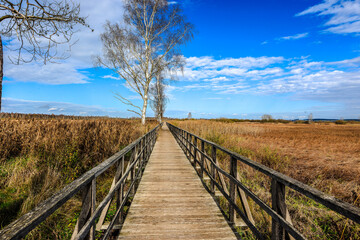 Fototapeta premium The Lake Federsee near Bad Buchau, Baden-Württemberg, Germany, Europe