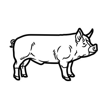 Pig PNG Format With Transparent Background