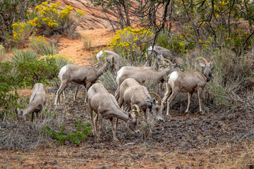 Obraz na płótnie Canvas Bighorn sheeps in the desert of Zion National park, equipped with transmitters to monitor the migration behavior. Utah, USA
