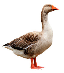 Closeup shot of big grey adult goose, isolated