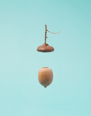 Oak acorn parts separated in the air on a pastel blue background. Forest fruit, nuts and cups...