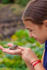 girl hold a toad in the palm of her hand. Selective focus