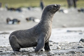 Junger x Antarktischer Seebär / antarktische Pelzrobbe  (Arctocephalus gazella) in Südgeorgien in seiner natürlichen Umgebung