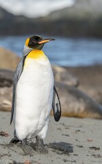 Königspinguin Kolonie Gold Harbour - landschaftlich reizvolle Bucht auf Südgeorgien 