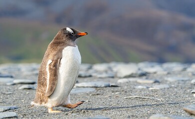 Naklejka premium Portrait eines Eselspinguin (Pygoscelis papua) auf Süd Georgien
