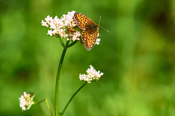 Mädesüß-Perlmuttfalter oder Violetter Silberfalter (Brenthis ino)	